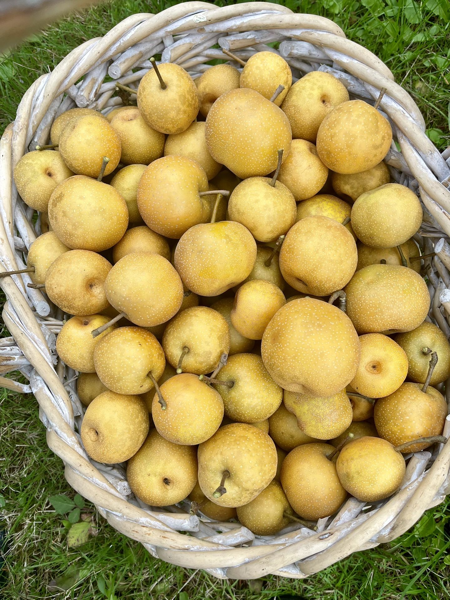 Fresh Asian Pears 