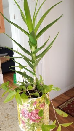 Aloe vera Healthy and best air purifying house plant in the new pot