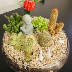 Succulent and cactus terrarium