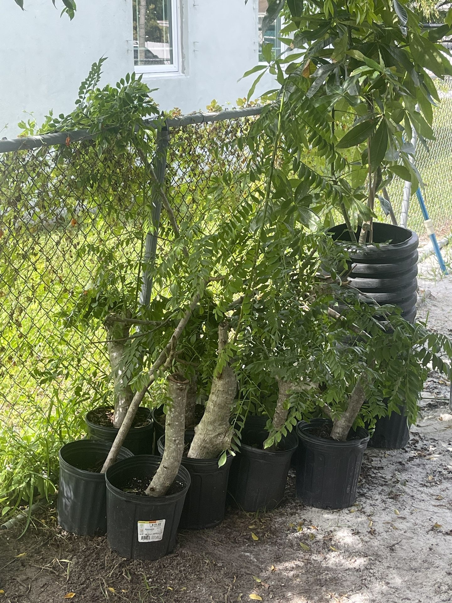 Mata De ciruela Cubana