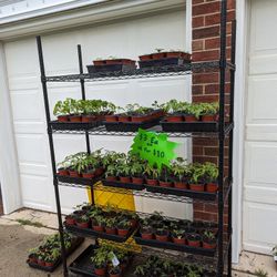 Tomato, Pepper and Ground Cherry Plants