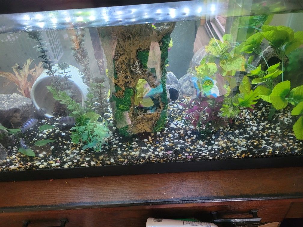 40 Gallon Breeder Tank 