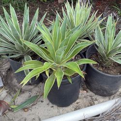 4 variegated agave Plants More Than 10”