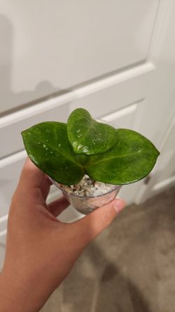 Hoya chelsea