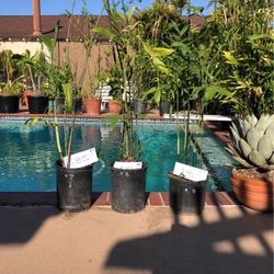 Chamaedorea seifrizii / Bamboo Palm/ Lady Palm