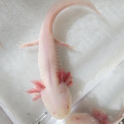 Lowboy 50 Gallon Axolotl Fish Tank