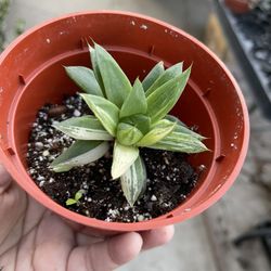 4” Variegated Hawhorthia