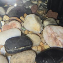 River rock For Polar Blue Parrot Cichlid