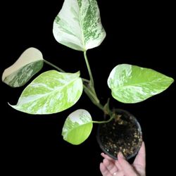 Variegated Monstera Albo Deliciosa 