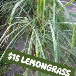 Lemongrass Plants