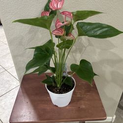 Beautiful Anthurium Plants 