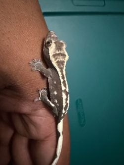 Axanthic crested gecko plant