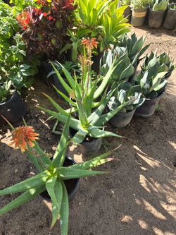 Succulents and agaves