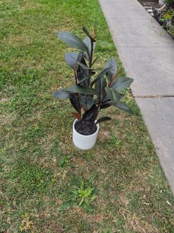 Planta  artificial.