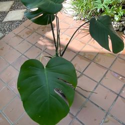 Monstera Deliciosa