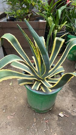 Plant