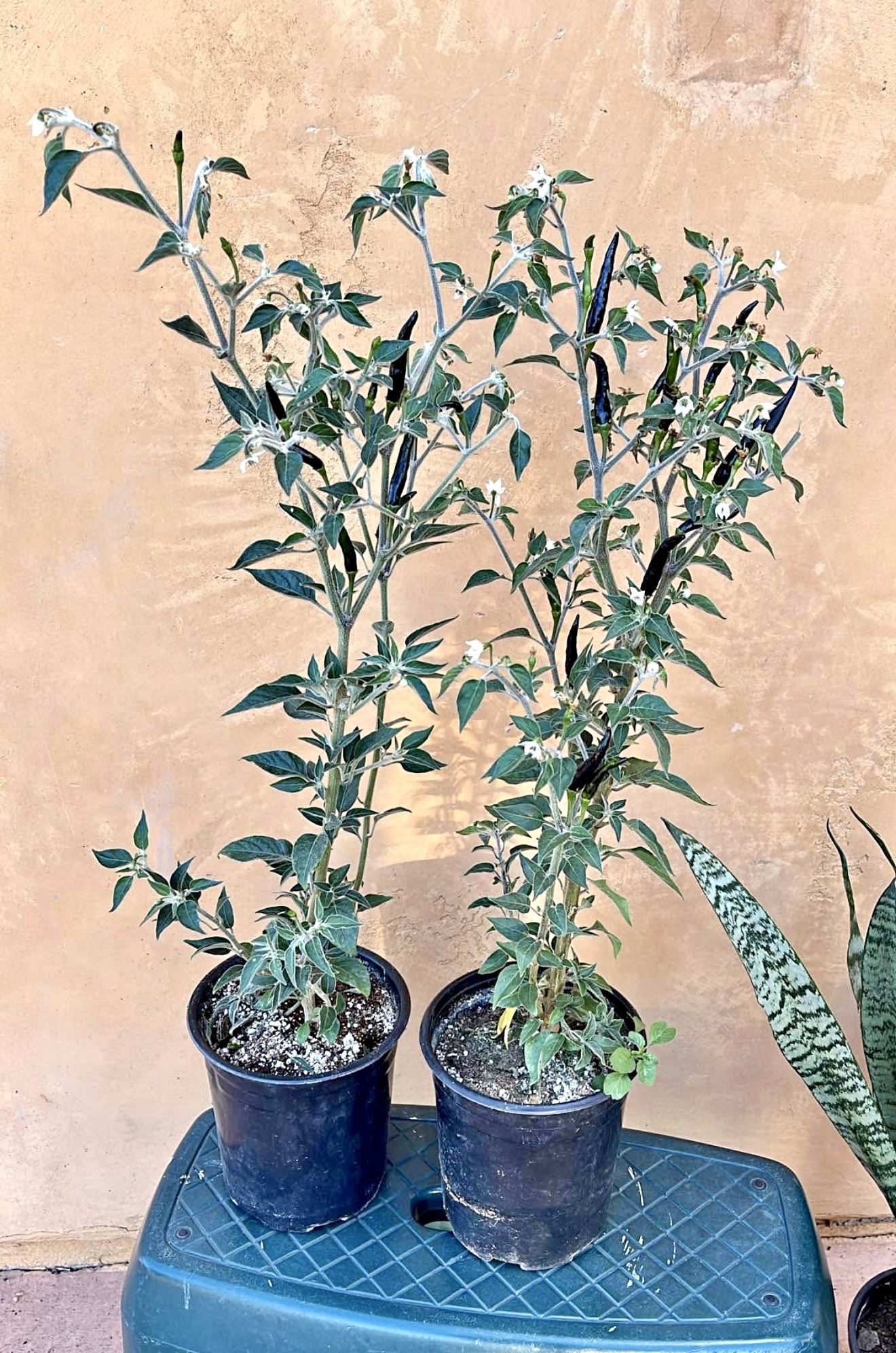 Black Spicy Peppers Plants🌶️🪴/ Matas De chiles Negros picosos 🌶️🪴$10.00 each