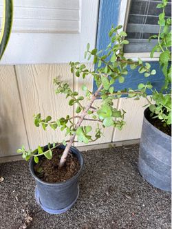 Jade plant / elephant ears