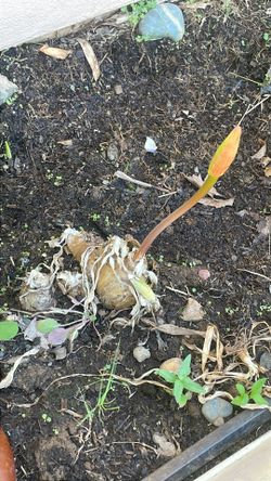 Naked lady bulb flower