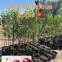 Red delicious Apple Tree 
