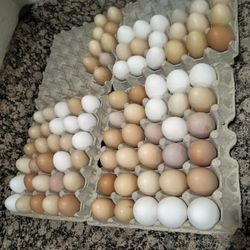 Chicken Eggs $6