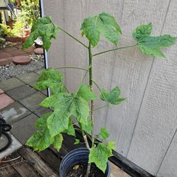 Bele Abelmoschus Manihot Edible Plant 5 Gallon 