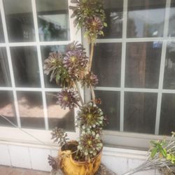 Rosa Negra Suculenta Azusa 4 Ft Alto