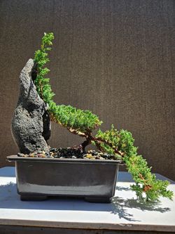 Old Juniper Nana Bonsai Tree