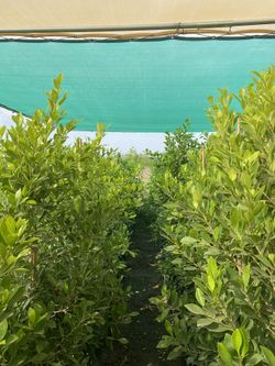 I’m selling ficus Shurbs in 15 gallons there 8 Feet Tall