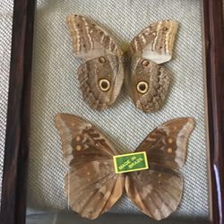 Real Butterflies   Displaying 