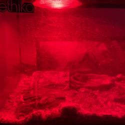 Ball Python
