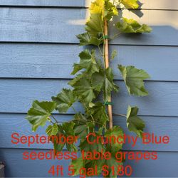 September Crunchy Blue seedless table grape plant
