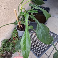 RARE Philodendron JOEPII Plant $38