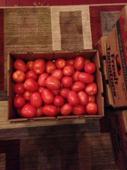 Fresh tomatoes