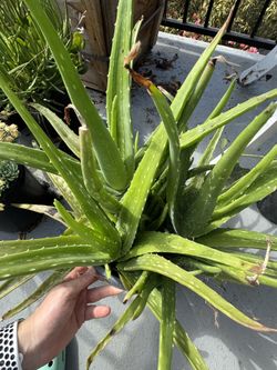 Aloe Plant Pot #1