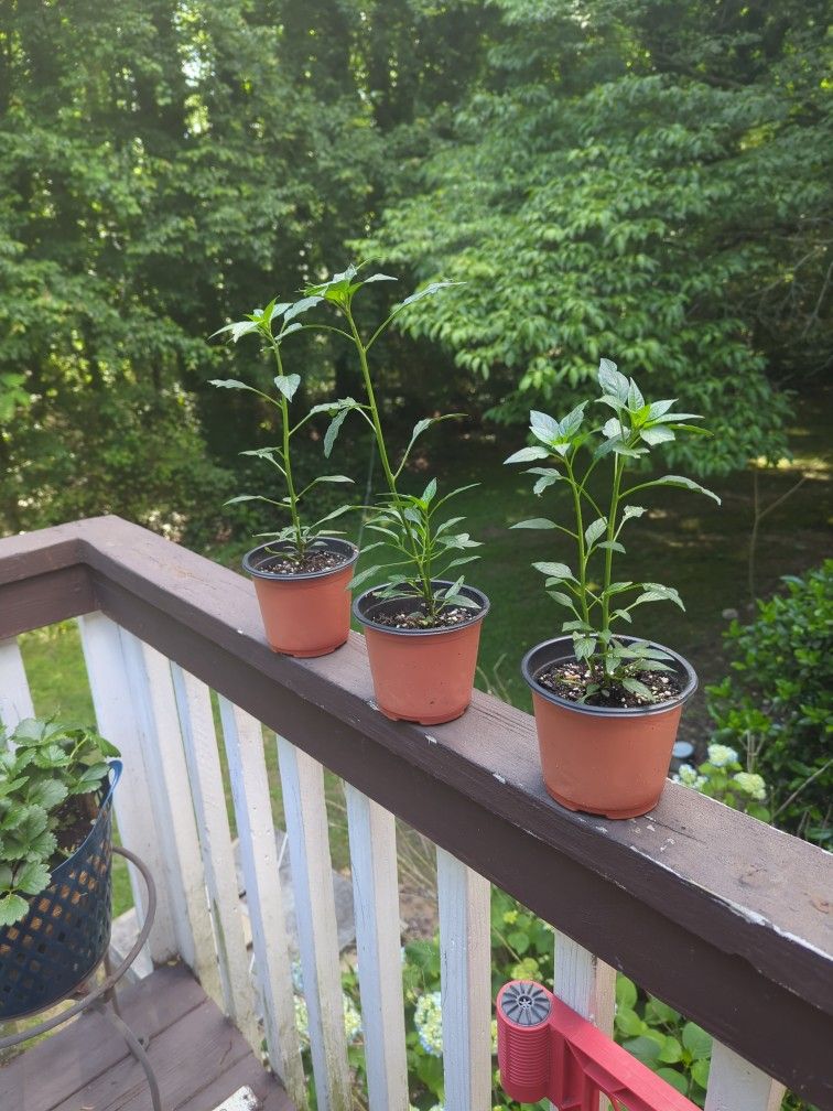 Young cayenne pepper plants 