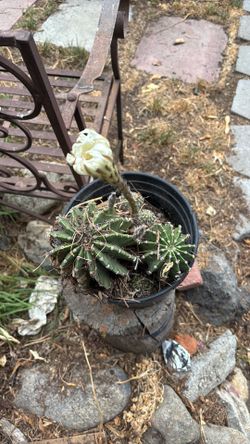 Cactus