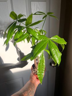 Money Tree