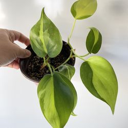 Philodendron Brasil Love Houseplant