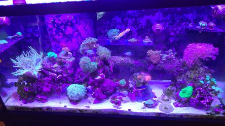 Coral for sale