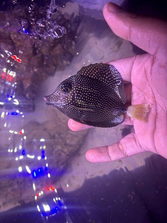 Gem Tang Fake Aquarium Decor