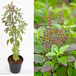 Holy Basil Plant Tulsi In  3gal Plantas  de Albaca tulsi 