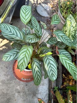 Calathea