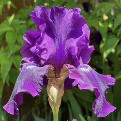 Iris Flowers 