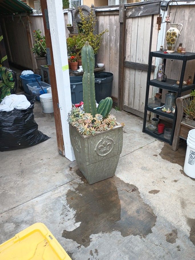 Cactus Plant With Vase 