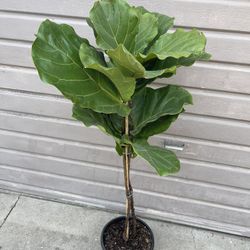10” Fiddle Leaf 55” Tall 