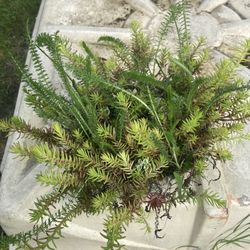 Sedum/succulent  Collection In Bamboo Pot