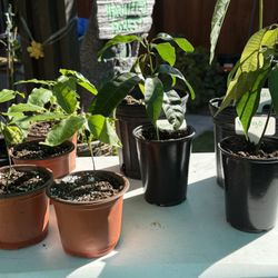 Spanish Lime, Kent Mango And Hass Avocado