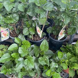 Plantas $15