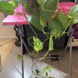 Large Plant 